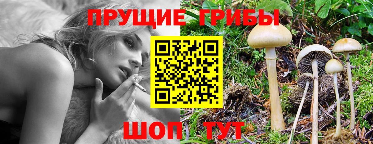 Галлюциногенные грибы Cubensis  Вход с VPN  Псилоцибиновые грибы мицелий  Анжеро-Судженск 